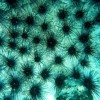 神秘疾病导致部分海域海胆大量死亡 且有蔓延迹象