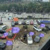 丢鞭炮致化粪池爆炸男孩父亲拟卖房赔偿 保险公司是否赔偿？