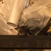 研究揭示城市热岛效应加剧鼠患危机