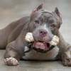 没有证据可以证明某些犬种天生就更适合执行特定任务