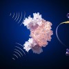 科学家设计出用于稀土金属检测的突破性生物传感器