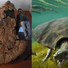 巨兽之地：这是地球史上最独特的生物群落之一 各种动物大到离谱