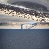 洛杉矶最大水库中投放了9600万个黑色小球 有什么用？