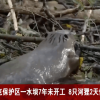 “8只河狸2天建好捷克拖了7年的水坝” 这“河狸”吗？