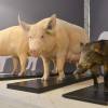 短短的100年内 人类就大大改变了家猪的头骨形状