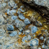 4.7亿年前海洋生物被发现：外壳一瓣大一瓣小