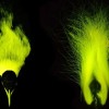 科学家在天堂鸟身上发现生物荧光 揭示了隐藏的交配方式