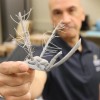 蚊子的隐藏能力可帮助科学家改变声音技术