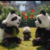 《我的世界》电影新预告片发布 方形大熊猫还原度拉满