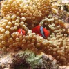为什么小丑鱼不会被海葵蜇伤？海洋生物学家解开百年谜团