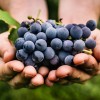 科学家发现吃葡萄有助于防止肌肉流失
