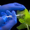 科学家揭示出一种具有重大意义的抗农作物病毒RNA屏障