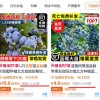 年轻人迷上蓝莓盆栽 一个月成交超百万盆