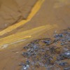 科学家发现1500万年前的鱼化石 其胃内容物和条纹细节仍保存完好