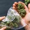 科学家警告非法大麻制品中潜伏着有毒真菌污染