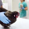 从禽类到奶牛：H5N1跨物种传播引发科学界担忧