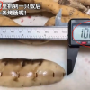 女子挖到一只100毫米长的蚁后 这到底是蚂蚁蚁后，还是白蚁蚁后?