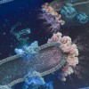 科学家揭示线粒体提高ATP的生产效率的隐藏机制