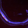 中国科学家突破性发现 大量干细胞或让失明者重见光明