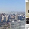 北京圆柏花粉遮天蔽日，能不能把树砍了？