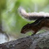 猴痘病毒源头锁定 非洲松鼠是关键