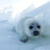 里海正在干涸：濒危海豹、消失的海岸线和气候危机