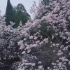 全国唯一的400多岁古旱莲开花 有花无叶