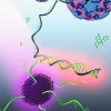 新型功能化荧光传感器可实时高灵敏度检测肠道病毒RNA