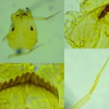 上海发现中国未有神秘生物 官方回应：还需进一步研究