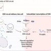 科学家在活细胞内构建分子机器人