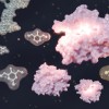 科学家将废弃木材废料转化为有价值的化学品