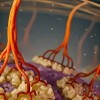 科学家首次见证活植物细胞构建自己的细胞壁