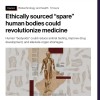 美国科学家欲在实验室造“类人体”：无痛无意识 完美的器官容器