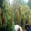 这种日本竹子生长120年才开花 结果会比想象得还严重