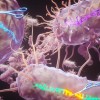 科学家开发出靶向切割单链DNA的新工具 超越CRISPR