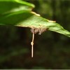 僵尸蜘蛛出没！从鲜活生命到被操控甘愿赴死 只需一粒微小的孢子