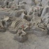 古代化石揭示内布拉斯加州曾有大规模犀牛群