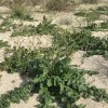 沙漠生物多样性危机：谁在逼走本土生命？