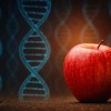 科学家通过基因组破解苹果的美味密码