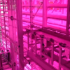 农科院科学家Z轴种菜让让沙漠成沃土 产量翻100倍