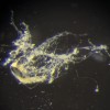 科学家发现一种导电细菌 其行为类似于