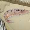 为什么有些古代生物会留下化石 而有些却消失了？