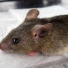 与埃博拉同为生物安全第四级病毒 尼日利亚拉沙热疫情致138人死亡