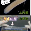 断头重生算什么？它被切碎后块块能重生且带记忆
