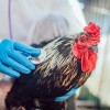 感染禽流感导致猫死亡的死亡率高达90%