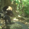 巴拿马孤岛惊现偷娃狂魔：卷尾猴多次偷走吼猴幼崽 科学家说它们是太无聊了