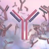 科学家研制出一种新型超强抗体 可显著增强癌症免疫疗法的效果