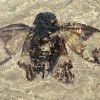 4700万年前的“夏日交响乐”：最古老蝉鸣化石改写演化史