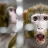Neuralink已实现让猴子看见并不存在的东西