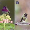网红“川剧变脸鸟”骗了千万网友 它的真身竟是…...